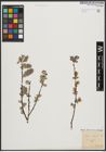 Foto von Salix aurita L.